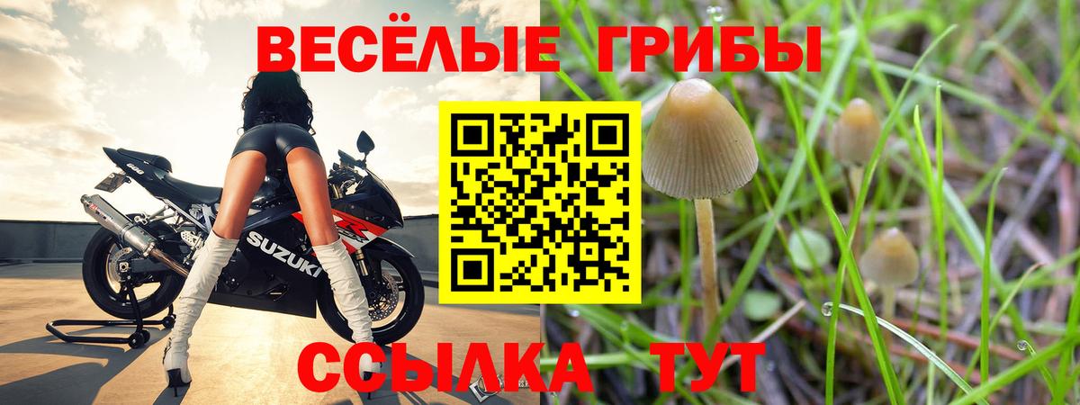 Галлюциногенные грибы прущие грибы  Вход с VPN  Рубцовск  Псилоцибиновые грибы Psilocybe 